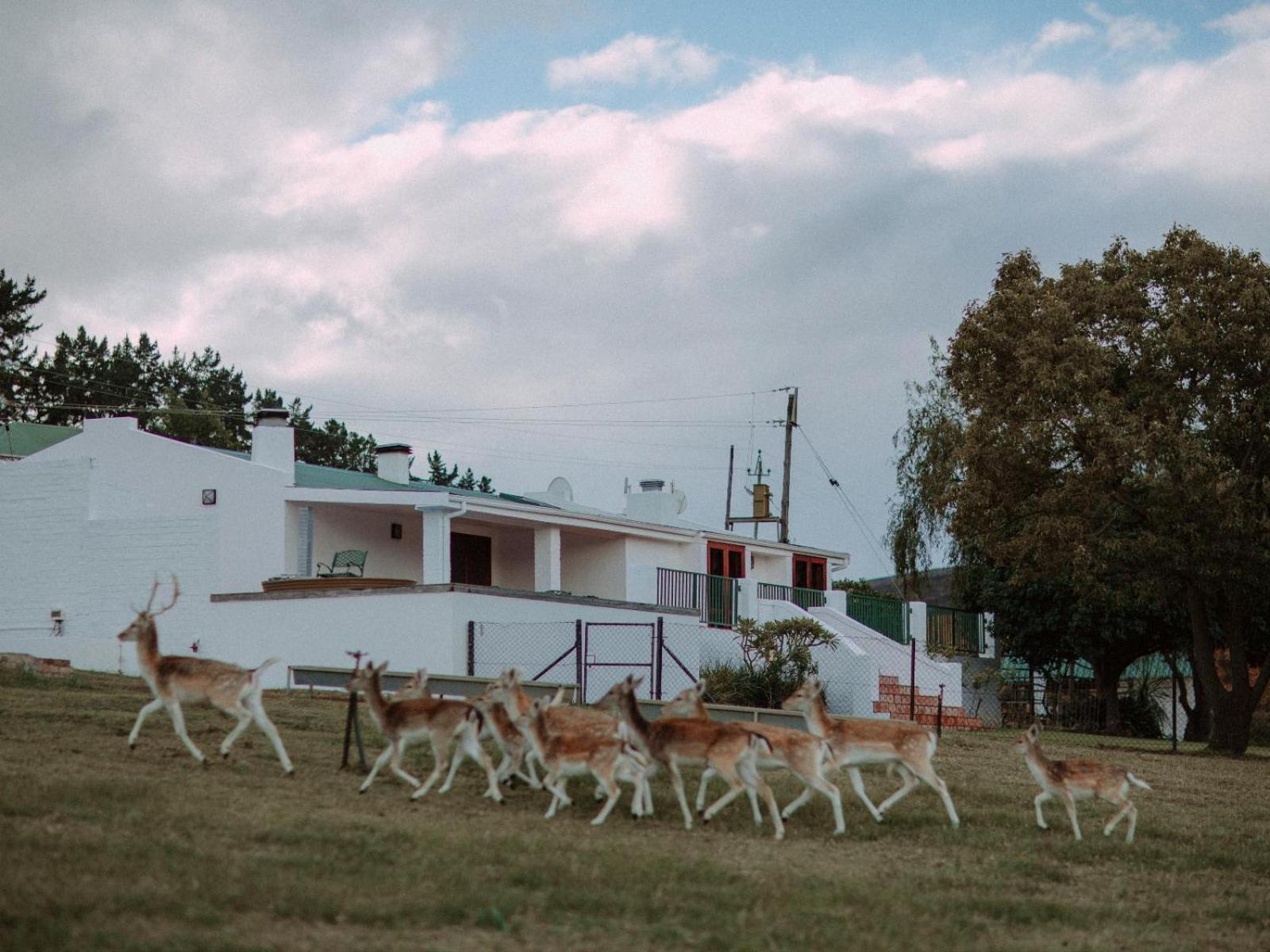 Ou Meul Farm Cottage Botrivier Ruang foto